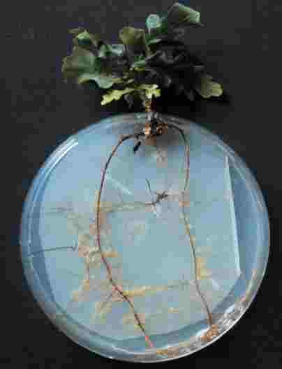 Petri-dish system Petri-dish system